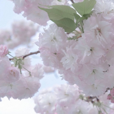 东阳福瑞交流群